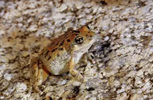 Pseudacris: California Treefrog (Pseudacris cadaverina)