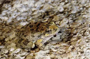 Pseudacris: California Treefrog (Pseudacris cadaverina)