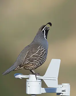Quails: California Valley Quail