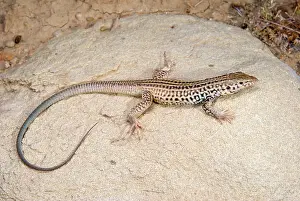 Carrizo: California Whiptail Lizard