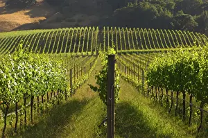Napa: California wine grape vineyard