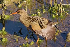 Longirostris: Californian Clapper Rail