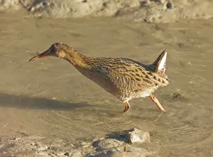 Longirostris: Californian Clapper Rail