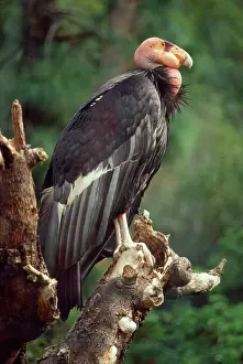 Condors: CALIFORNIAN CONDOR