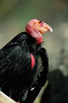 Condors: Californian CONDOR
