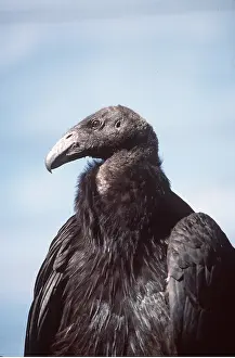 Condor: CALIFORNIAN CONDOR