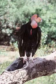 Condor: CALIFORNIAN CONDOR - on branch