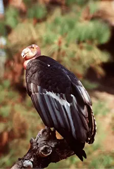 Condor: CALIFORNIAN CONDOR - on branch