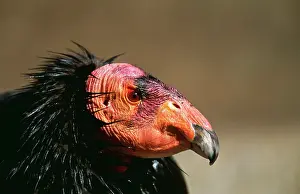 Condors: Californian CONDOR - close-up of face