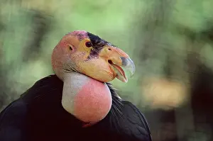 Condors: Californian CONDOR - close-up of head