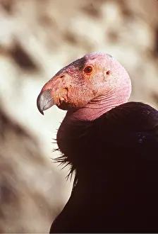 Condor: CALIFORNIAN CONDOR - close-up of head