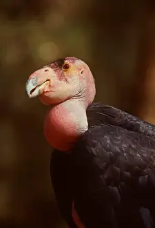 Ugly: CALIFORNIAN CONDOR - close-up of head
