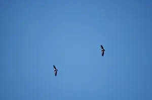 Condors: Californian CONDOR- two in flight