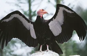 Californian CONDOR - with wings outstretched