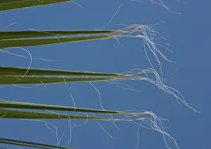 Filifera: Californian / Desert Fan Palm - leaves