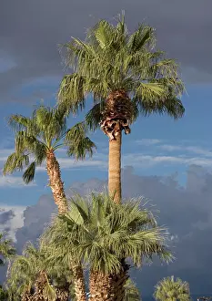 Filifera: Californian / Desert Fan Palms
