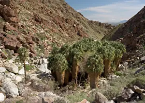 Filifera: Californian / Desert Fan Palms