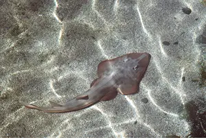 Bonnie Weisser: Californian Guitar Fish