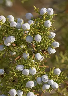 Californicus: Californian Juniper Bush - with immature fruit. On granite