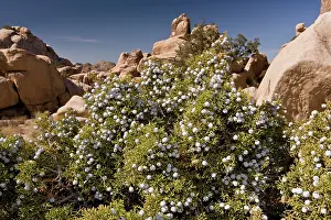 Juniper: Californian Juniper - in fruit