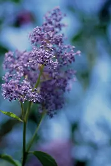 Ceanothus: Californian Lilac