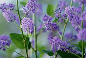 Ceanothus: Californian Lilac