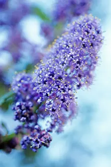 Resistant: Californian Lilac
