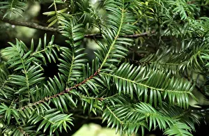 Nutmeg: Californian NUTMEG leaves