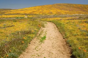 Goldfield: Californian Poppies and Goldfields (Lasthenia californica)