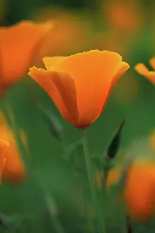 Eschscholzia: Californian Poppy - annual - May