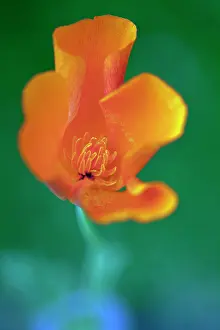 Californica: Californian poppy, Eschscholzia californica, Looking