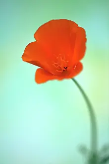 Californica: Californian poppy, Eschscholzia californica, Looking