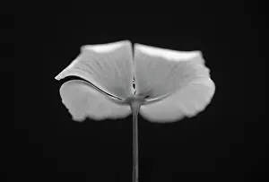 Leadership: Californian poppy, Eschscholzia californica, side on view wi