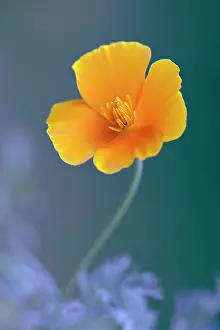 Californica: Californian poppy, Eschscholzia californica, Front