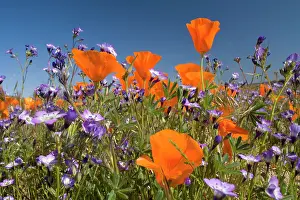 Eschscholzia: Californian Poppy and violet Davy Gilia (Gilia