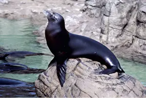 Flipper: CALIFORNIAN SEALION - on rock