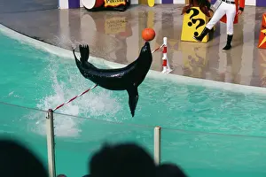 Trained: Californian Sealion - trained, leaping barrier