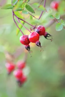 Californica: Californian wild rose, Rosa californica, Close side