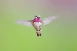 Chinned: Caliope Hummingbird - male - in flight