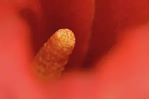 Arum: Calla Lily