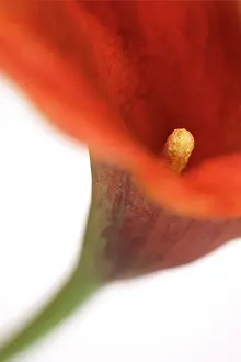 Arum: Calla Lily