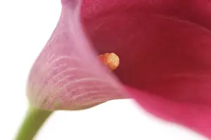 Arum: Calla Lily