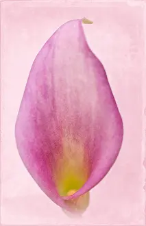Lillies: Calla Lily - Textured Image