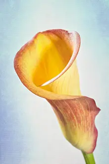 Lillies: Calla Lily Textured Image - Norfolk UK