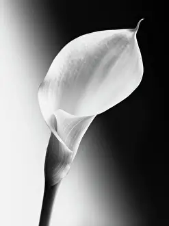 Arum: Calla lily, Zantedeschia, Black and white image