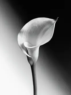 Arum: Calla lily, Zantedeschia, Black and white image