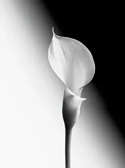 Carrot: Calla lily, Zantedeschia, Black and white image