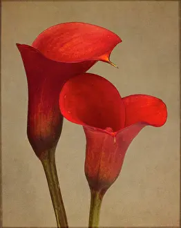 Enhanced: Calla lily, Zantedeschia rehmannii Mango, Two red flowers