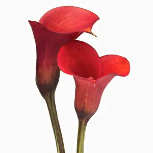 Cooperation: Calla lily, Zantedeschia rehmannii Mango, Two red flowers