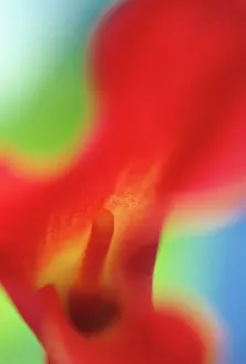 Arum: Callalily